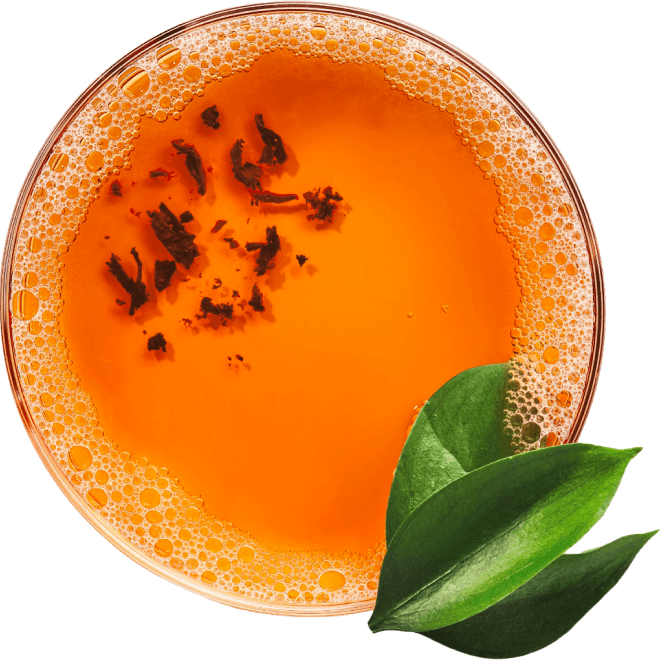 fermented tea